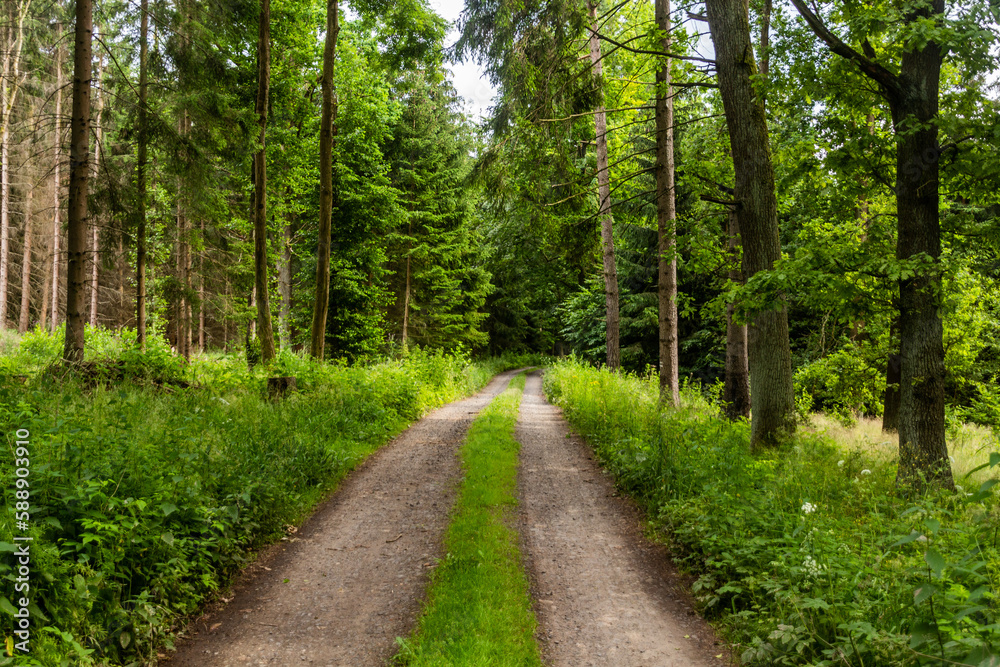 Forest path in northern Bohemia, Czech Republic Forest path in northern Bohemia, Czech Republic