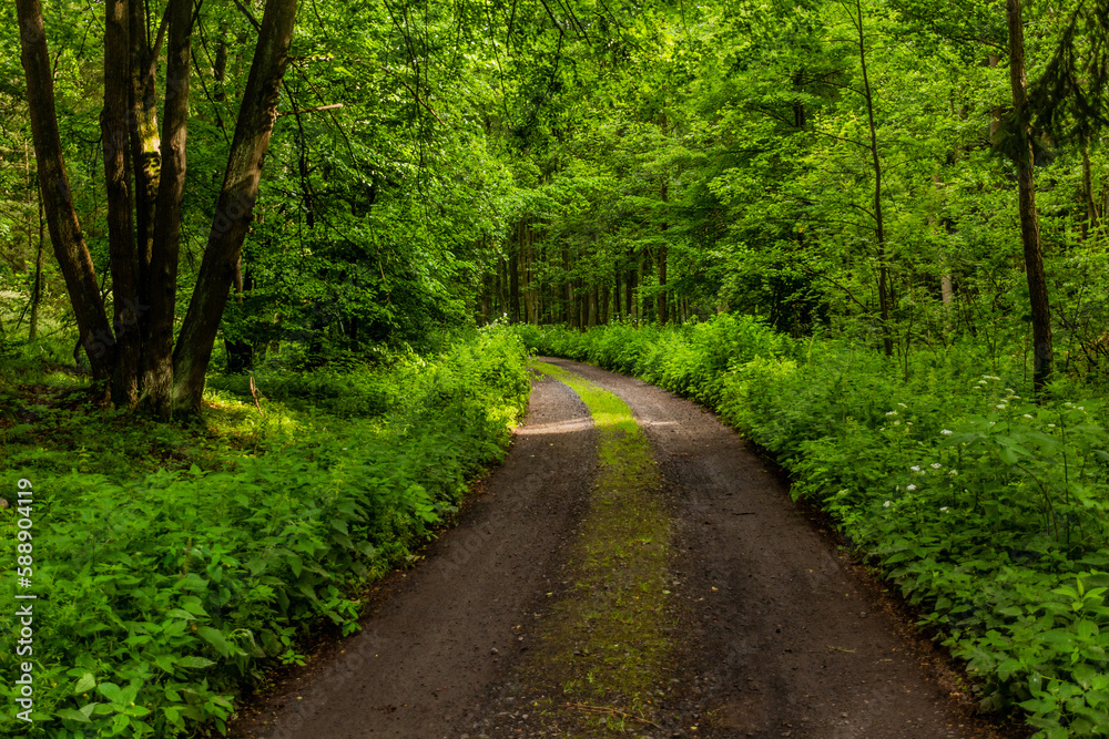 Forest path in northern Bohemia, Czech Republic