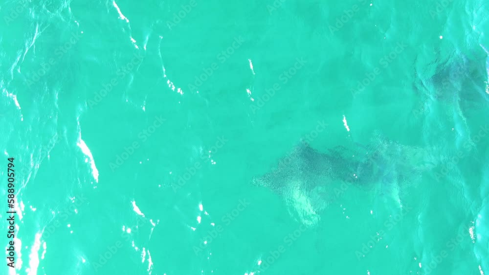BUZZARDS BEACH EAST CAPE BCS MEXICO2023 A Shark Swimming In The Clear