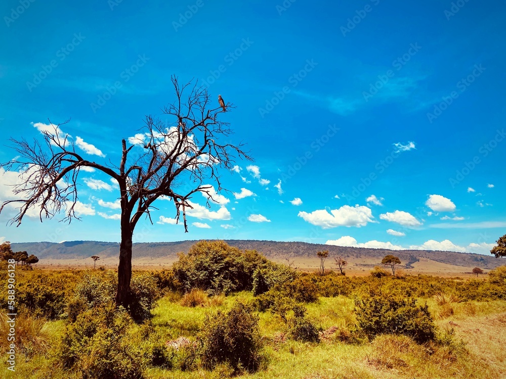 Fototapeta premium tree in the desert