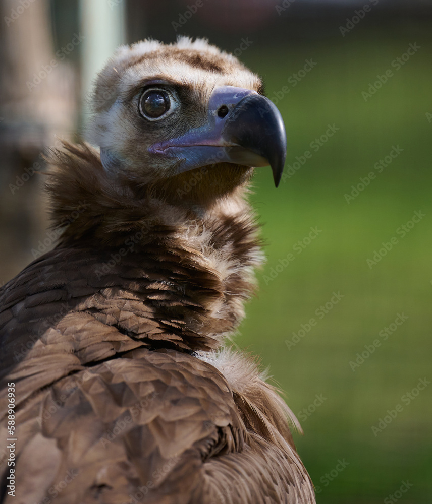 Portrait of a black griffin bird in nature, close up Portrait of a black griffin bird in nature, close up