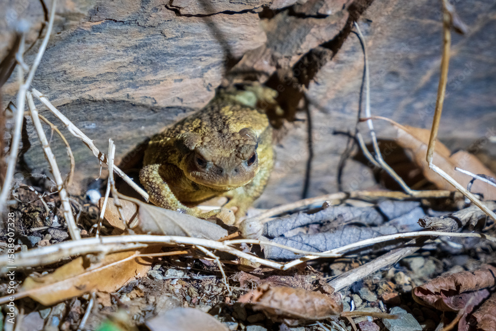 Common toad into his lair at night. Bufo bufo animal in the forest. Common toad into his lair at night. Bufo bufo animal in the forest.