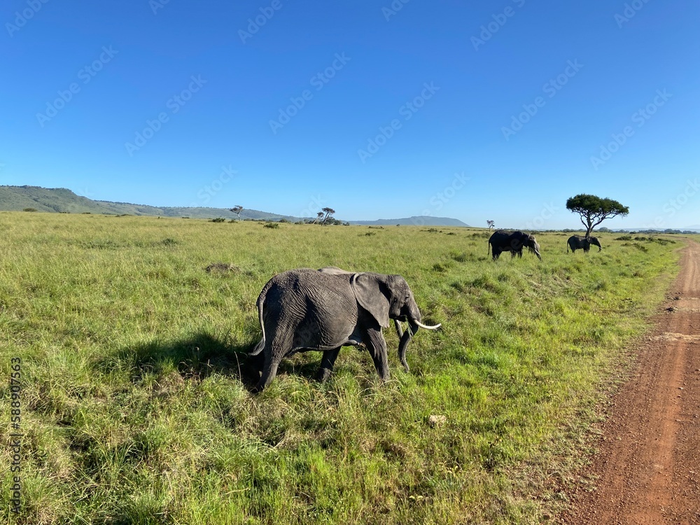 Fototapeta premium Elephant roaming wild 