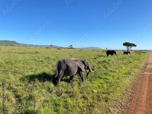 Elephant roaming wild 