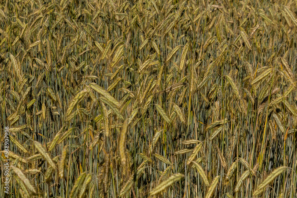 Detail of a field of unripe rye