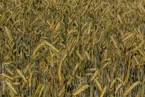 Detail of a field of unripe rye