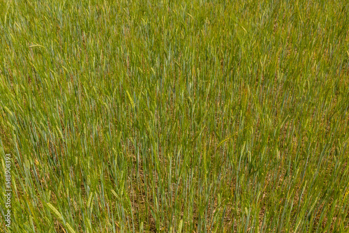 Detail of a field of unripe barley
