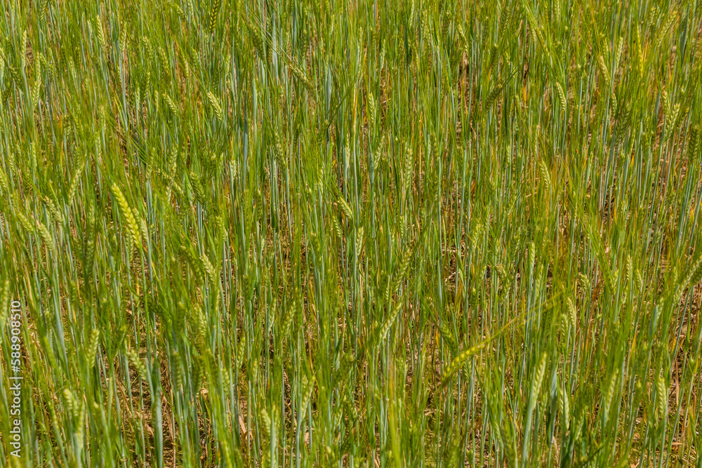 Obraz premium Detail of a field of unripe barley