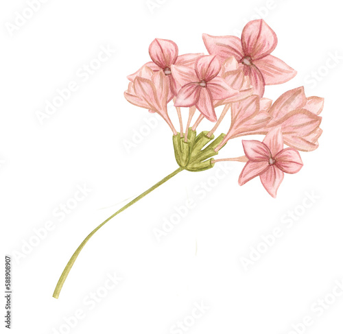 Fototapeta Naklejka Na Ścianę i Meble -  Pink flower, apple, sakura, hydrangea, primrose. Watercolor illustration of spring pink flowers and leaves. isolated element