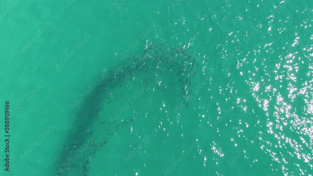 BUZZARDS BEACH EAST CAPE BCS MEXICO2023 An Aerial View Of A Shark