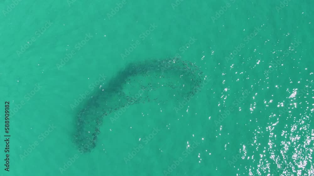 BUZZARDS BEACH EAST CAPE BCS MEXICO2023 An Aerial View Of A Shark