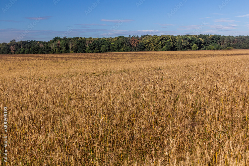 Cereal field in the Czech Republic Cereal field in the Czech Republic