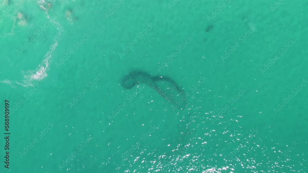 BUZZARDS BEACH EAST CAPE BCS MEXICO2023 An Aerial View Of A Shark