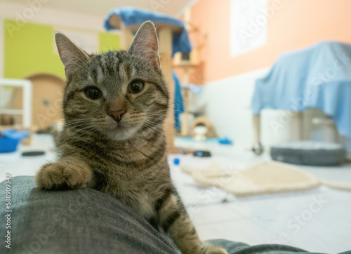 A cute rescued cat kitten closeup in jena germany