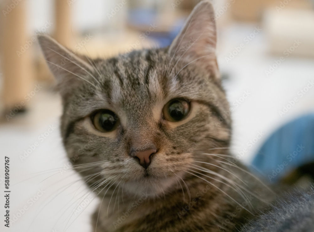 A cute rescued cat kitten closeup in jena germany
