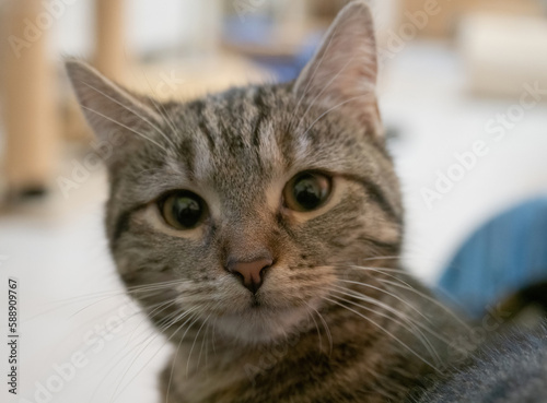 A cute rescued cat kitten closeup in jena germany