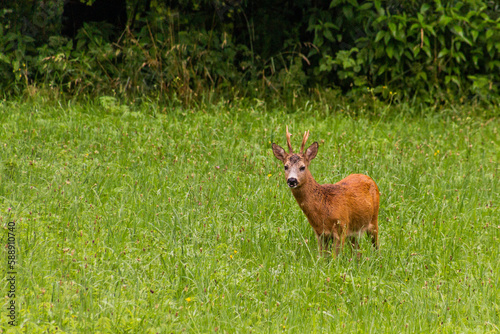 European roe deer (Capreolus capreolus) in the Czech Republic © Matyas Rehak