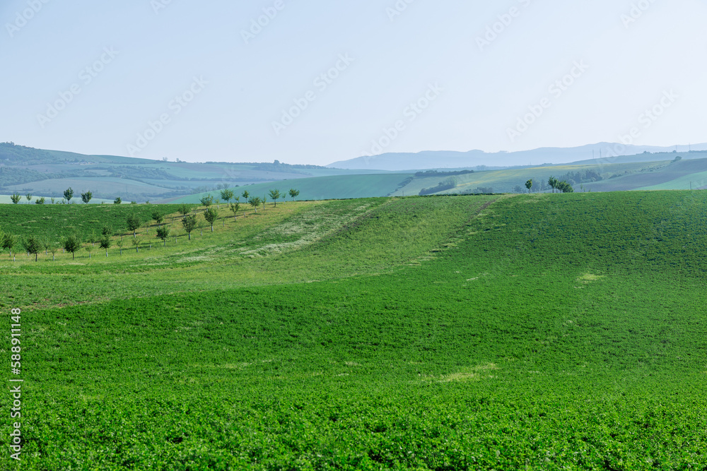 Green grass and young fruit trees grow in the hilly area. Field with green grass. Place for writing text.
