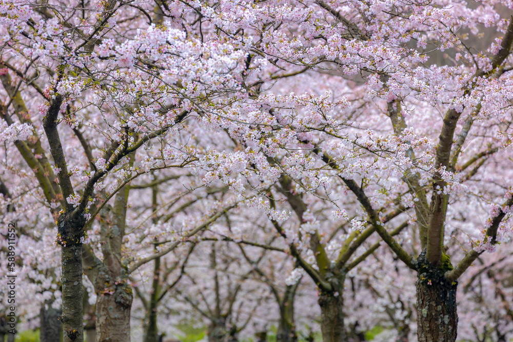Selective focus of white pink Cherry Blossom or Sakura full bloom in the garden during the spring season, Kersenbloesempark (flower park) Cherry trees in the Amsterdamse Bos, Amstelveen, Netherlands. Selective focus of white pink Cherry Blossom or Sakura full bloom in the garden during the spring season, Kersenbloesempark (flower park) Cherry trees in the Amsterdamse Bos, Amstelveen, Netherlands.
