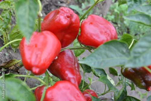 The fruits of sweet pepper ripened on the bush