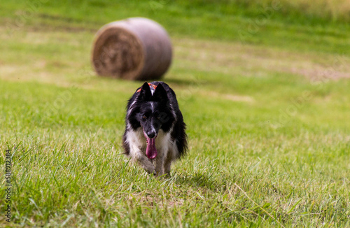 Collie breed dog running on a meadow