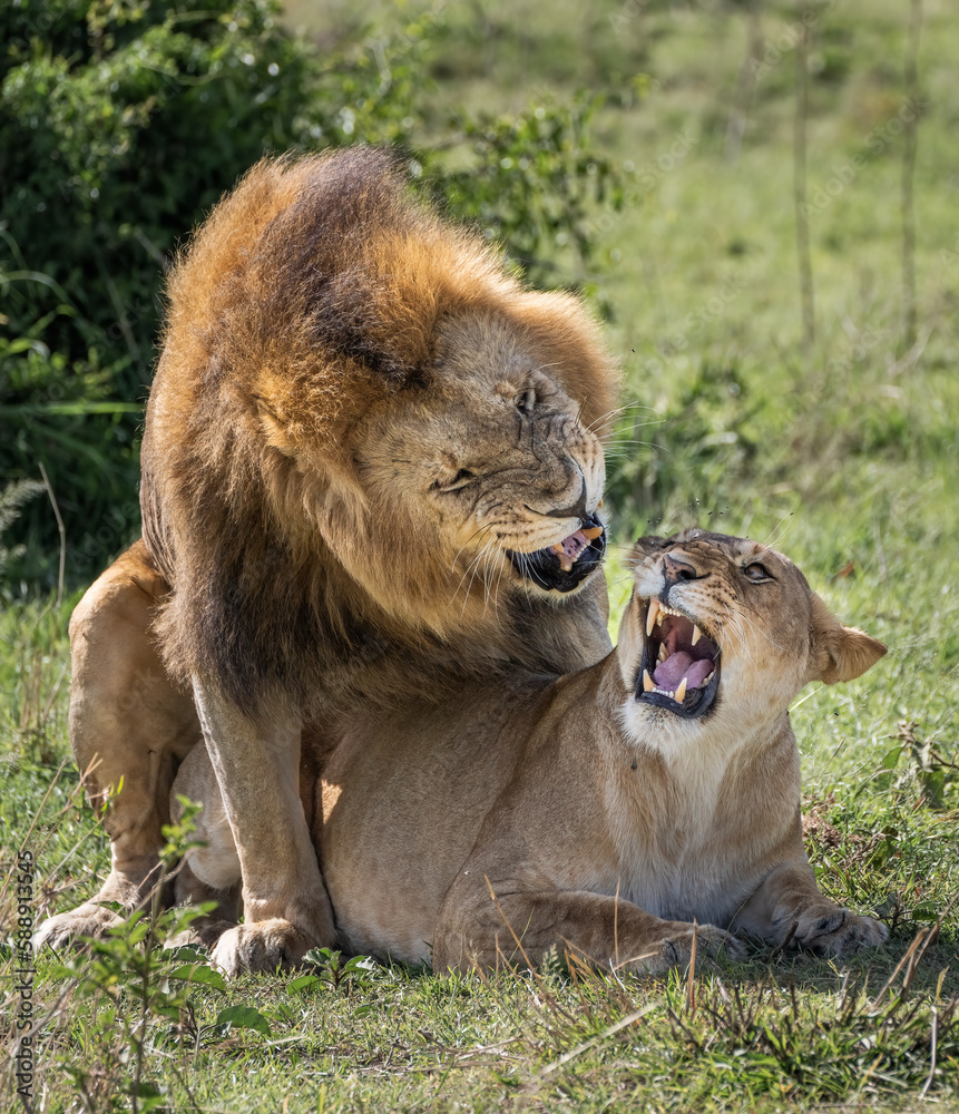 Naklejka premium Mating