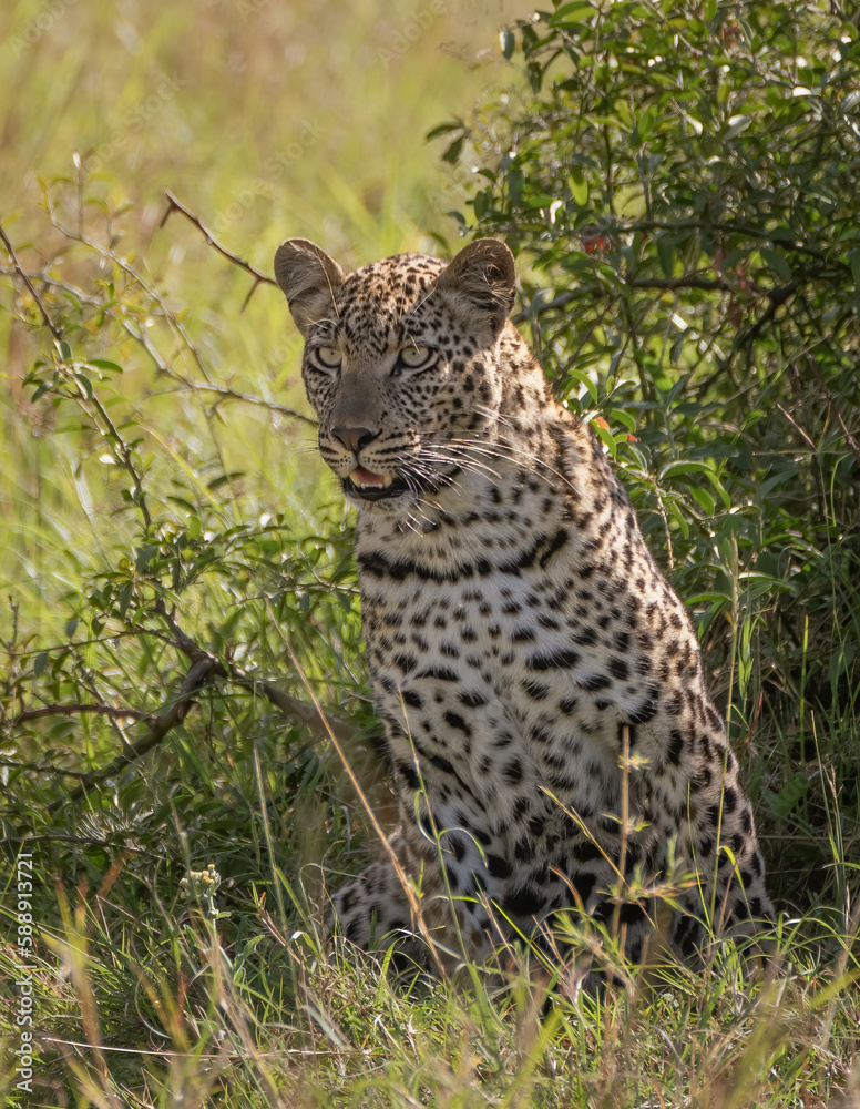 Obraz premium Leopard in awe
