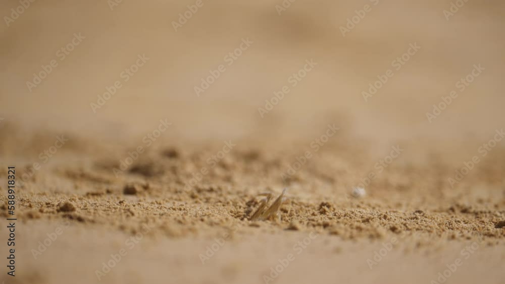Crab Walking And Crawling Inside Sand Burrow Crab Walking And Crawling Inside Sand Burrow