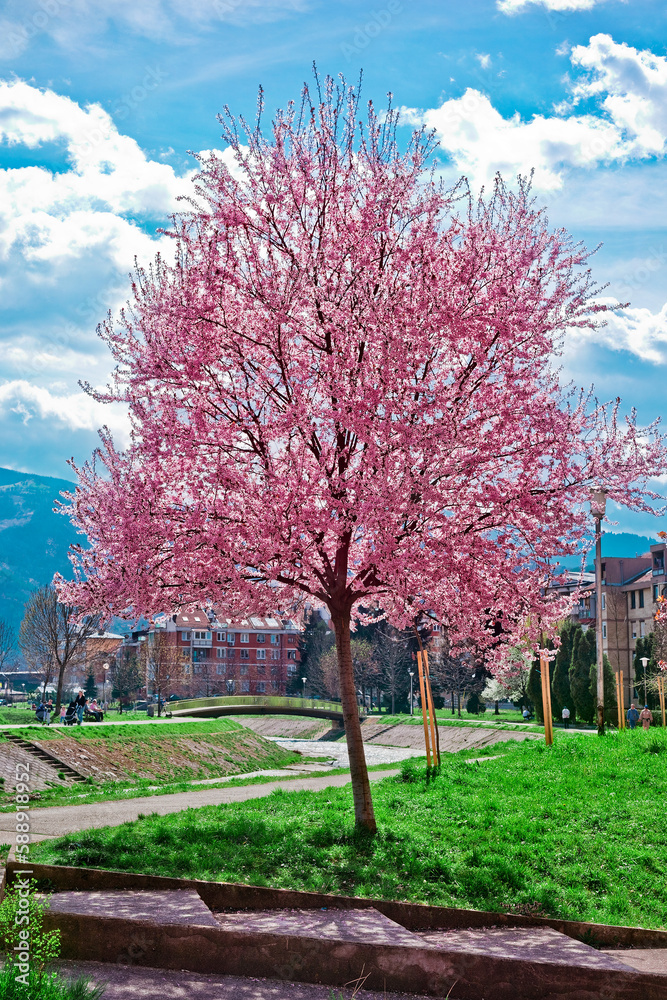 Naklejka premium cherry blossom trees