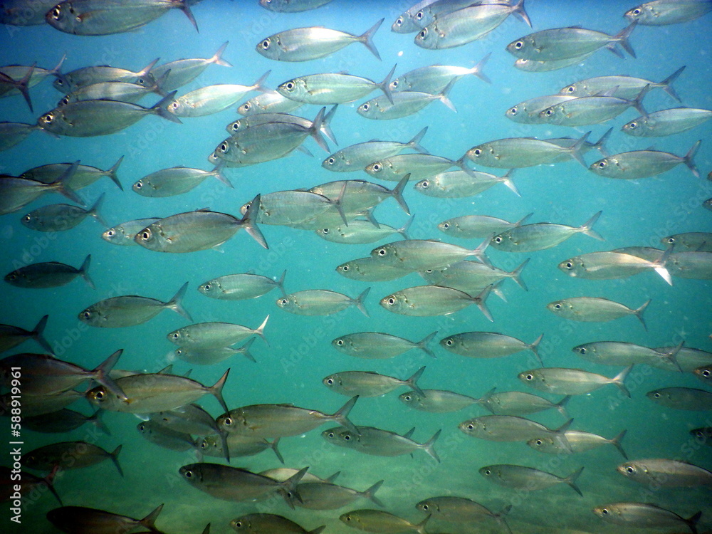 Obraz premium Costa Rica sea life
