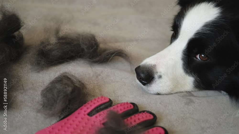 Funny cute puppy dog border collie with fur in moulting lying on couch at home. Furry dog and wool in annual spring or autumn molt at home indoor. Pet hygiene allergy grooming concept. Funny cute puppy dog border collie with fur in moulting lying on couch at home. Furry dog and wool in annual spring or autumn molt at home indoor. Pet hygiene allergy grooming concept.