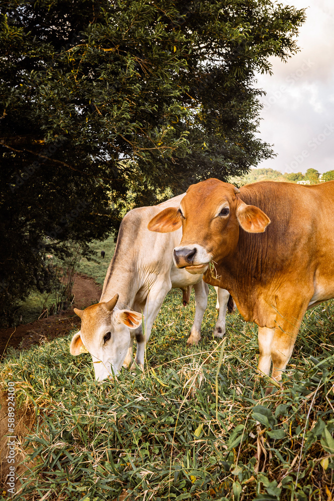 Fototapeta premium cows in the field