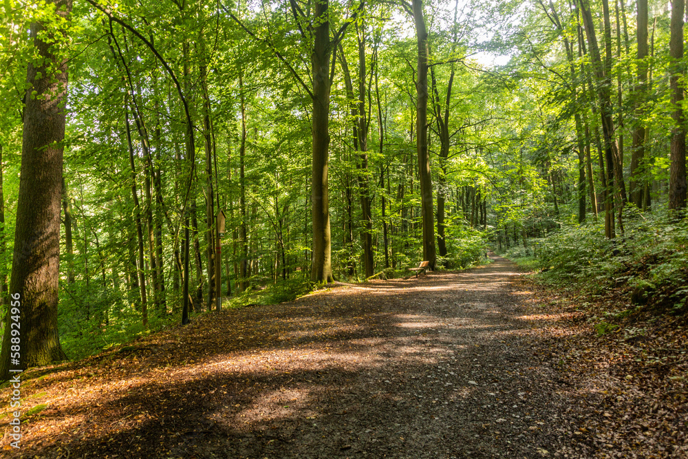 Hiking trail in a forest along Luznice river, Czech Republic
