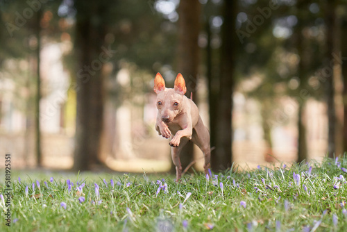 American Hairless Terrier jumping and running in the park. Cheerful dog on the grass. Walking with a pet in nature