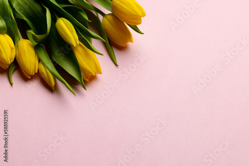Image of yellow tulips with copy space on pink background