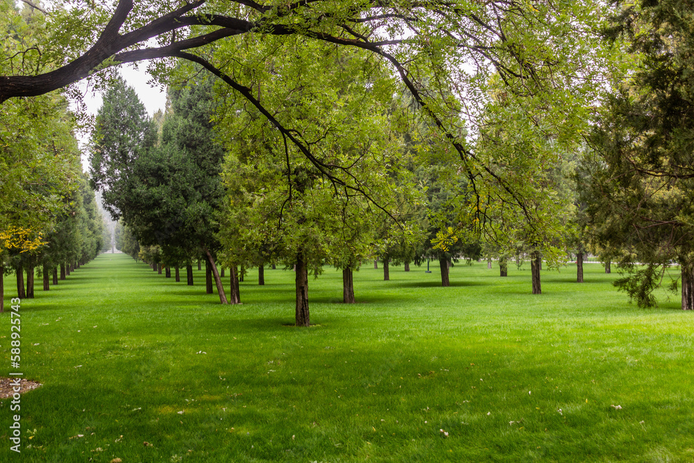 Fototapeta premium Trees in the Temple of Heaven Park in Beijing, China
