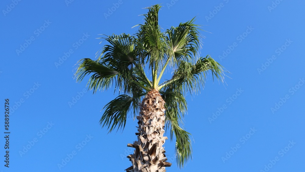 Obraz premium Palm tree against the blue sky