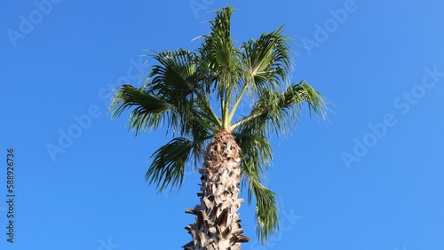 Palm tree against the blue sky