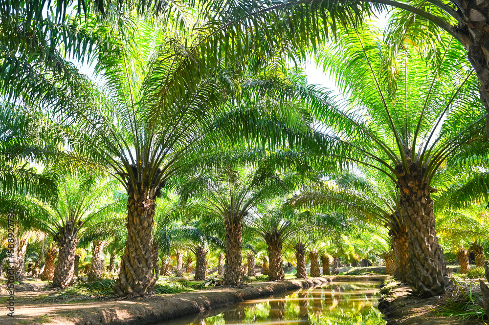 Palm tree in the palm garden with beautiful palm leaves nature and sunlight morning sun, palm oil plantation growing up farming for agriculture Asia Palm tree in the palm garden with beautiful palm leaves nature and sunlight morning sun, palm oil plantation growing up farming for agriculture Asia
