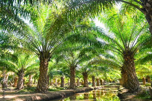 Palm tree in the palm garden with beautiful palm leaves nature and sunlight morning sun  palm oil plantation growing up farming for agriculture Asia