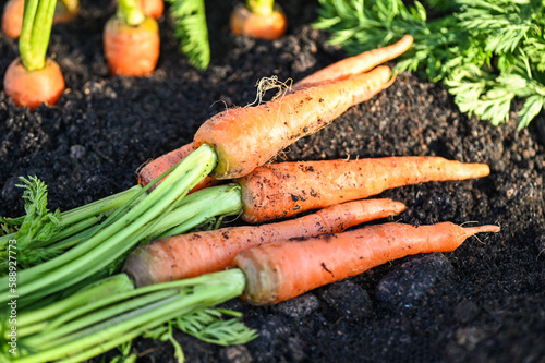 carrot on ground , fresh carrots growing in carrot field vegetable grows in the garden in the soil organic farm harvest agricultural product nature