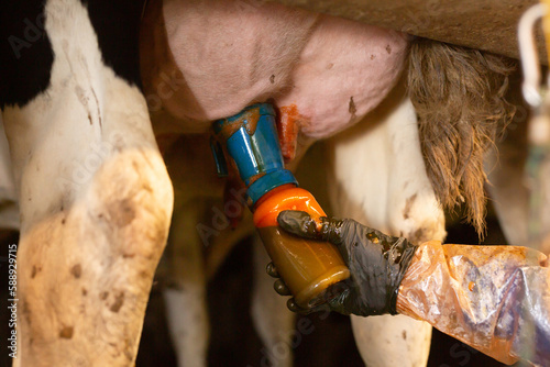 Closeup of faceless hand of farmer holding bottle with iodine on udder of cow for disinfection before milking on farm photo