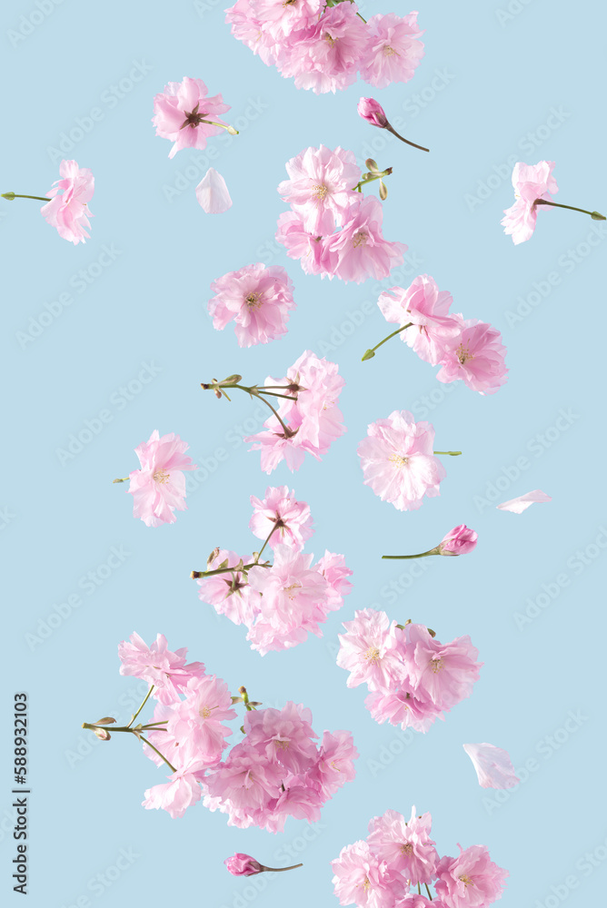 Beautiful Spring flowers floating on a pastel blue sky background. Pink flower in bloom. Summer aesthetic background concept. Beautiful Spring flowers floating on a pastel blue sky background. Pink flower in bloom. Summer aesthetic background concept.