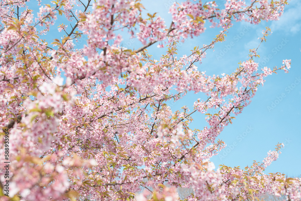 青空が背景の満開の桜