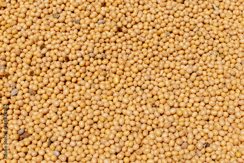 Pile of soy beans after being harvested in Brazil Pile of soy beans after being harvested in Brazil