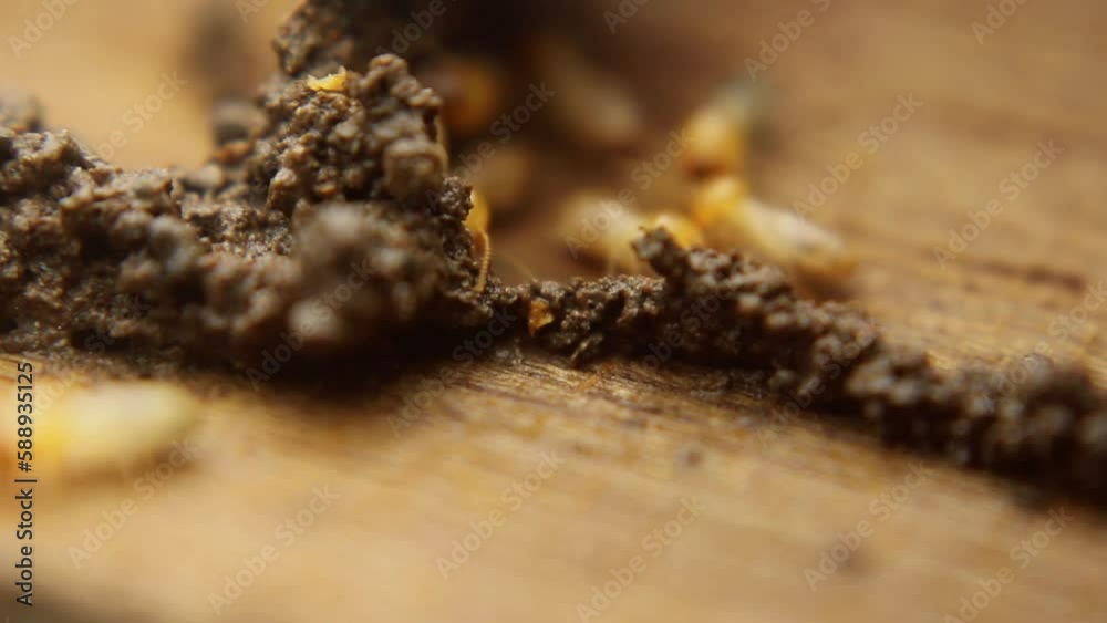 Termites are repairing their nest after it was damaged