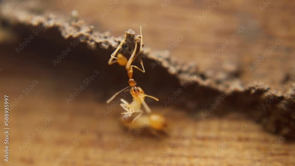 Little Red Ants are able to carry Termites that weigh many times their body Little Red Ants are able to carry Termites that weigh many times their body