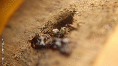 Trigona leviceps, a species of stingless bee, is known for its distinctive markings. They fiercely protect their hives. photo