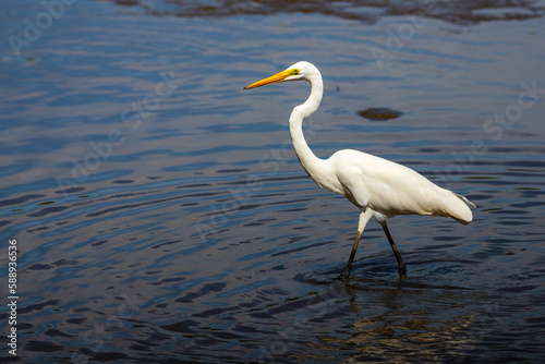 A beautiful great egret (Ardea alba) hunts for fish and crabs on the famous nudgee beach, brisbane, queensland, australia. Australia's wading birds