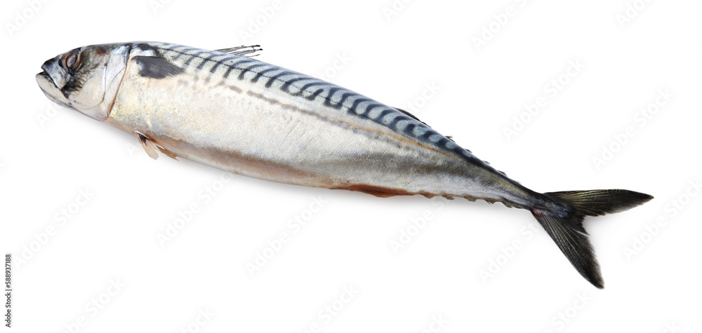 One tasty raw mackerel isolated on white One tasty raw mackerel isolated on white